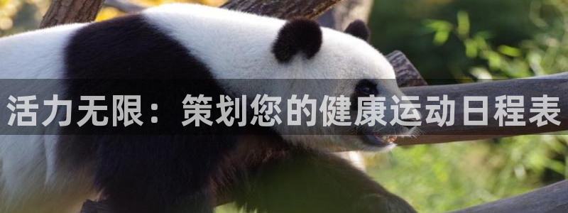 77体育官网：活力无限：策划您的健康运动日程表